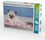 CALVENDO Puzzle Ein Motiv aus dem Kalender Heilige Birma Kitten - ein Traum auf