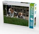 CALVENDO Puzzle Beagle-Welpen 1000 Teile Lege-Gr&ouml;&szlig;e 64x48cm Foto-Puzzle f&uuml;r