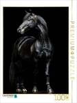 CALVENDO Puzzle Schwarze Eleganz - Pferde Rappe 1000 Teile Lege-Gr&ouml;&szlig;e 64x48cm