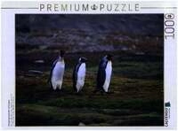 CALVENDO Puzzle K&ouml;nigspinguinp&auml;rchen mit Jungem 1000 Teile Lege-Gr&ouml;&szlig;e...