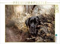 CALVENDO Puzzle Cane Corso 1000 Teile Lege-Gr&ouml;&szlig;e 64x48cm Foto-Puzzle f&uuml;r