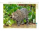 CALVENDO Puzzle Jaguar auf der Pirsch 1000 Teile Lege-Gr&ouml;&szlig;e 64x48cm...