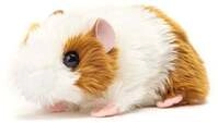 Meerschweinchen gold/wei&szlig; 18 cm