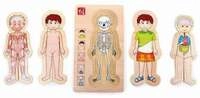 Schichtenpuzzle Anatomie Junge