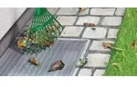 TESA Insect stop Lichtschachtgitter 1St.