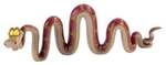 Kaa