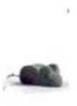 Maus