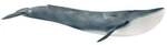 schleich&reg; Wild Life Blauwal 14806