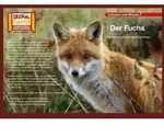 Kamishibai: Der Fuchs / Hase und Igel Verlag GmbH / Bei Hugendubel