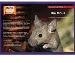 Kamishibai: Die Maus / Hase und Igel Verlag GmbH / Bei Hugendubel