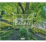 Heimische B&auml;ume 2027 von Neumann Verlage GmbH & Co. KG / Neumann Verlage GmbH...
