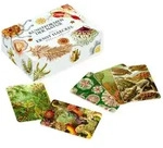 Das Ernst-Haeckel-Memo-Spiel / Favoritenpresse / Spiel