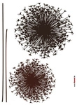 KOMAR Dekosticker &raquo;Pusteblume&laquo;, BxH: 50 x 70 cm - bunt