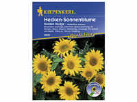 Kiepenkerl Sonnenblume, Helianthus annuus, Samen, Blüte: gelb