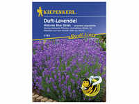 Kiepenkerl Lavendel, Lavandula angustifolia, Samen, Blüte: helllila