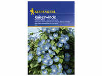 Kiepenkerl Kaiserwinde, Ipomoea tricolor, Samen, Blüte: blau