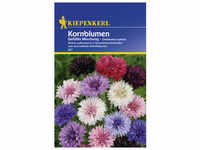 Kiepenkerl Kornblume, Centaurea cyanus, Samen, Blüte: mehrfarbig