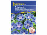 Kiepenkerl Prunkwinde, Ipomoea purpurea, Samen, Blüte: blau