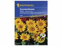 Kiepenkerl Sonnenblume, Helianthus annuus, Samen, Blüte: gelb