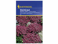 Kiepenkerl Steinkraut, Lobularia maritima, Samen, Blüte: lila