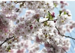 KOMAR Papiertapete &raquo;Spring&laquo;, Breite: 368 cm, inkl. Kleister - bunt