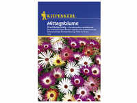 Kiepenkerl Mittagsblume, Dorotheanthus bellidiformis, Samen, Blüte: mehrfarbig