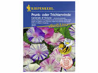 Kiepenkerl Trichterwinde, Ipomoea tricolor, Samen, Blüte: mehrfarbig