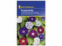 Kiepenkerl Prunkwinde, Ipomoea purpurea, Samen, Blüte: mehrfarbig