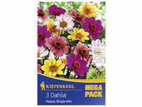 Kiepenkerl Blumenzwiebel Dahlie, Dahlia Hybrida, Blütenfarbe: mehrfarbig - bunt