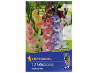 Kiepenkerl Blumenzwiebel Gladiole, Gladiolus Hybrida, Blütenfarbe: mehrfarbig...