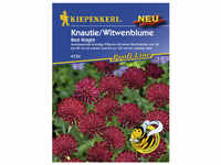 Kiepenkerl Knautie / Witwenblume, Knautia macedonica, Samen, Blüte: rot