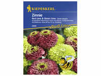 Kiepenkerl Zinnie, Zinnia angustifolia, Samen, Blüte: mehrfarbig