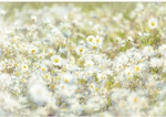 KOMAR Papiertapete &raquo;Daisies&laquo;, Breite: 368 cm, inkl. Kleister - bunt