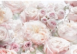 KOMAR Papiertapete &raquo;Spring Roses&laquo;, Breite: 368 cm, inkl. Kleister - bunt