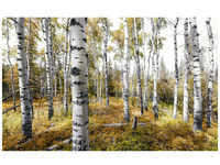 KOMAR Vliestapete »Colorful Aspenwoods«, Breite 450 cm, seidenmatt - bunt