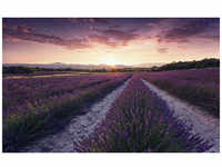 KOMAR Vliestapete »Lavender Dream«, Breite 450 cm, seidenmatt - bunt