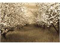 PaperMoon Sepia Spring Orchard 500 x 280 cm (22913)