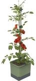 Gusta Garden Pflanzk&uuml;bel TOM TOMATO (inkl. stabiler Rankhilfe und