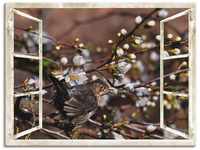 Artland Wandbild Fensterblick - Kirschblüten mit Amsel, Vögel (1 St), als...