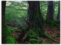 Artland Leinwandbild Alte Bäume am Kraterrand, Wald (1 St), auf Keilrahmen...