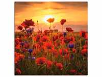 Artland Wandbild Mohnblumen im Abendlicht, Blumen (1 St), als Alubild,...
