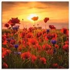 Artland Leinwandbild Mohnblumen im Abendlicht, Blumen (1 St), auf Holzrahmen gespannt