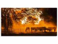 Artland Wandbild Goldenes Licht auf der Pferdewiese, Haustiere (1 St), als