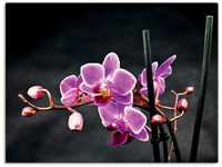 Artland Wandbild Eine Orchidee vor schwarzem Hintergrund, Blumen (1 St), als