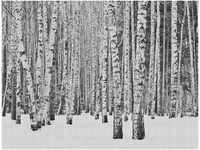 A.S. Création Fototapete Livingwalls The Wall, Birkenwald, schwarz, weiß