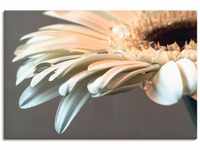 Artland Wandbild Blüte einer Gerbera, Blumen (1 St), als Leinwandbild, Poster,