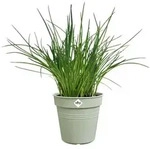 Elho Pflanzk&uuml;bel green basics anzuchttopf 13cm steingr&uuml;n gr&uuml;n 13 cm