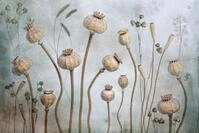 Papermoon Fototapete Photo-Art MANDY DISHER, MOHN