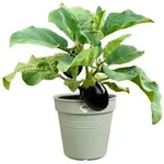 Elho Pflanzk&uuml;bel green basics anzuchttopf 24cm steingr&uuml;n gr&uuml;n 24 cm