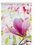 Seitenzugrollo Klemmfix Motiv Magnolie, LICHTBLICK ORIGINAL, Lichtschutz, ohne